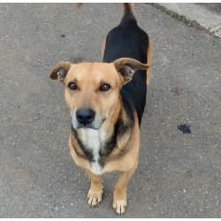 Lançado site para adoção responsável de animais abandonados em Campo Largo